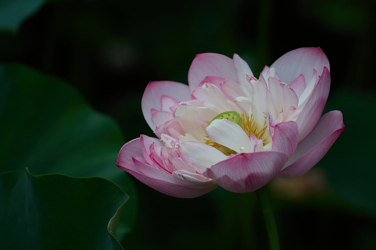 Delicate pink lotus flower in full bloom against a dark, leafy background.