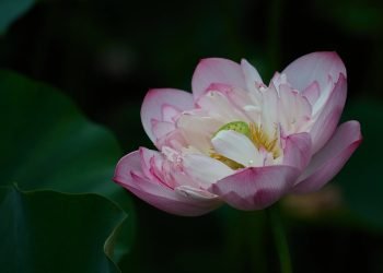 Delicate pink lotus flower in full bloom against a dark, leafy background.